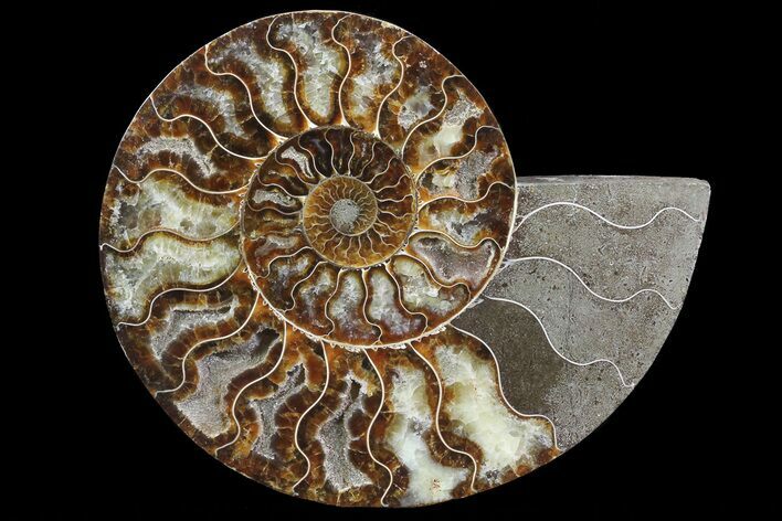 Polished Ammonite Fossil (Half) - Agatized #67900